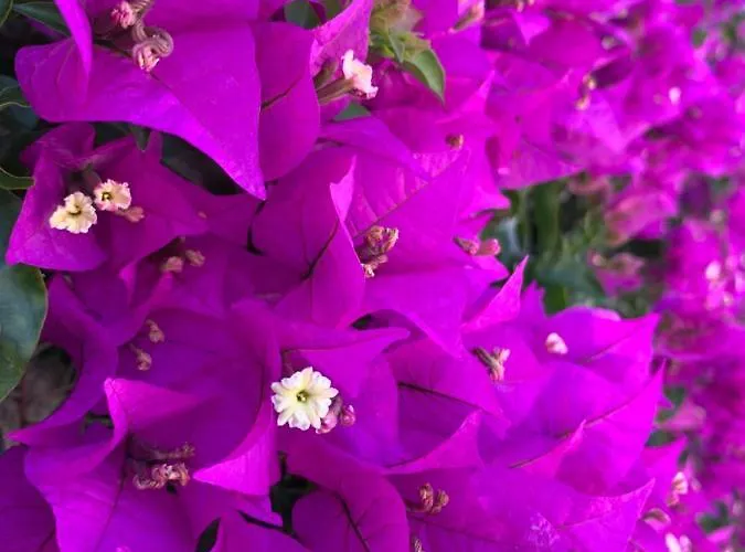 Agapanto Luxury 4* Casamicciola Terme