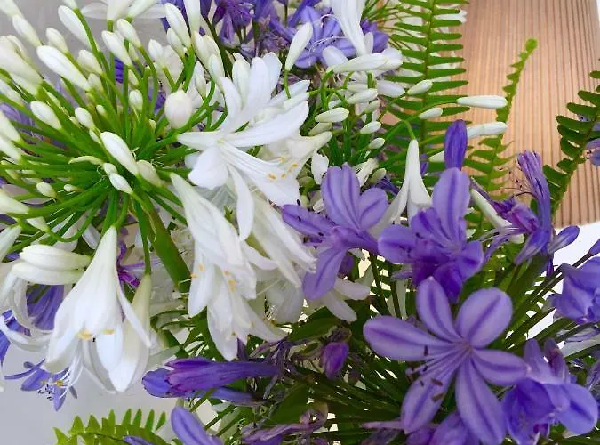 Panzió Agapanto Luxury