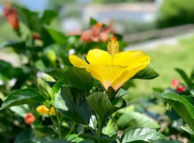 Agapanto Luxury Panzió