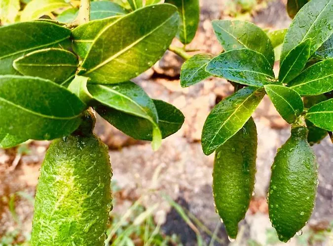 Agapanto Luxury Panzió