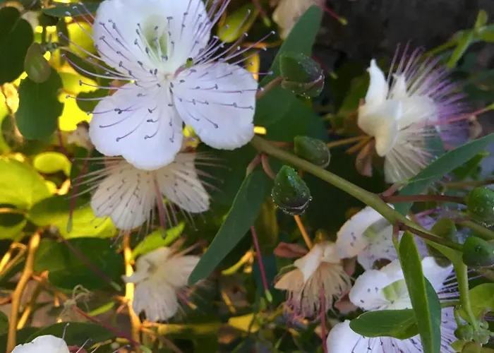 Agapanto Luxury 4* Casamicciola Terme