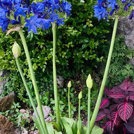 住宿加早餐酒店 Agapanto Luxury