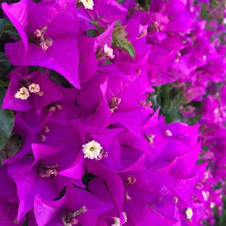 Agapanto Luxury 4* Казамиччола-Терме