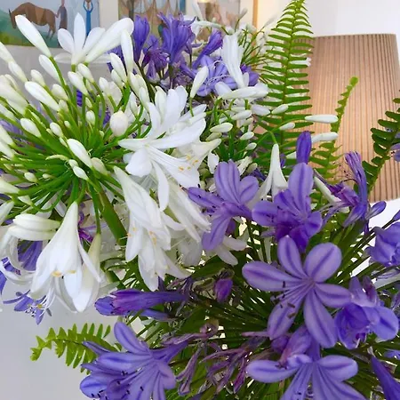 Oda ve Kahvaltı Agapanto Luxury