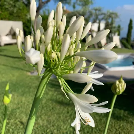 Oda ve Kahvaltı Agapanto Luxury