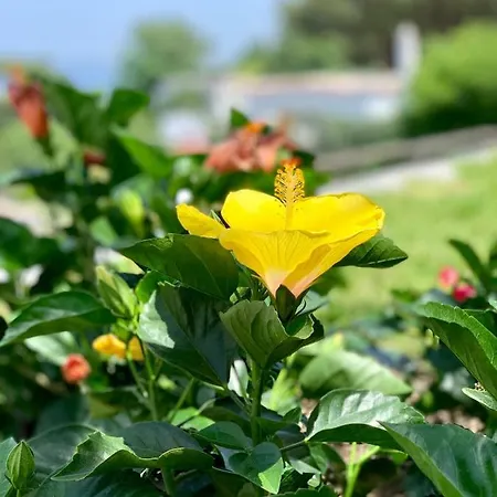 Agapanto Luxury Отель типа 