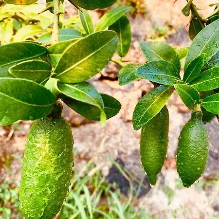 Agapanto Luxury Oda ve Kahvaltı