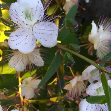 Agapanto Luxury 4* Казамиччола-Терме